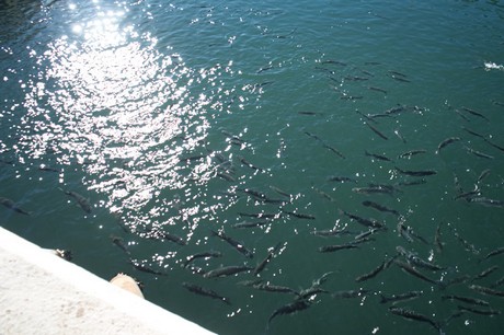 Marina De La Duquesa